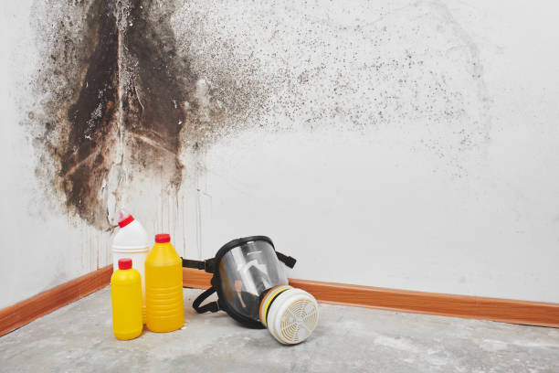 Best Mold Removal Specialists  in Radford, VA