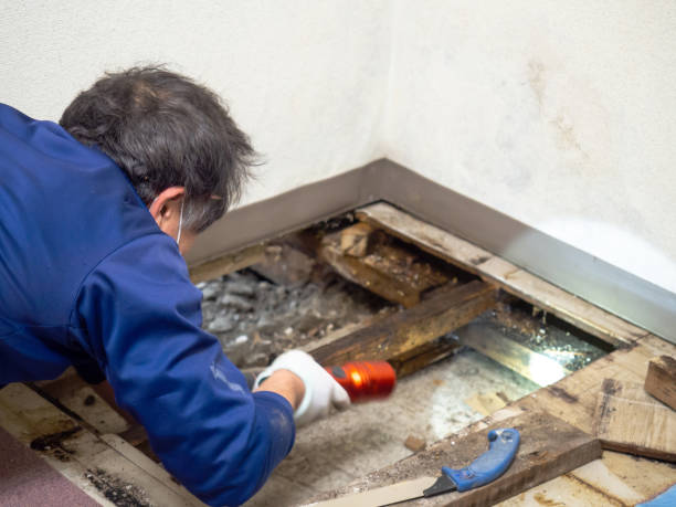 Best Fast Mold Removal  in Radford, VA
