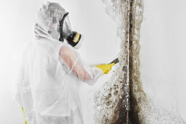 Best Professional Mold Removal  in Radford, VA