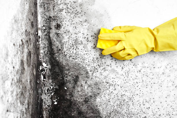 Best Emergency Mold Removal  in Radford, VA
