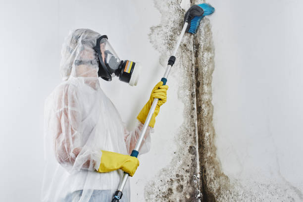 Professional Mold Removal in Radford, VA