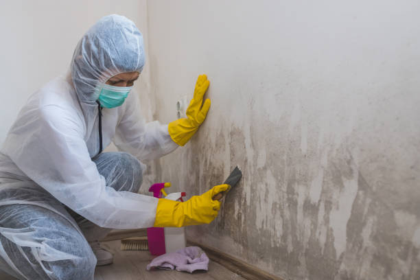 Best Mold Testing  in Radford, VA