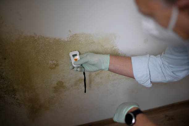 Best Mold Cleaning Services  in Radford, VA
