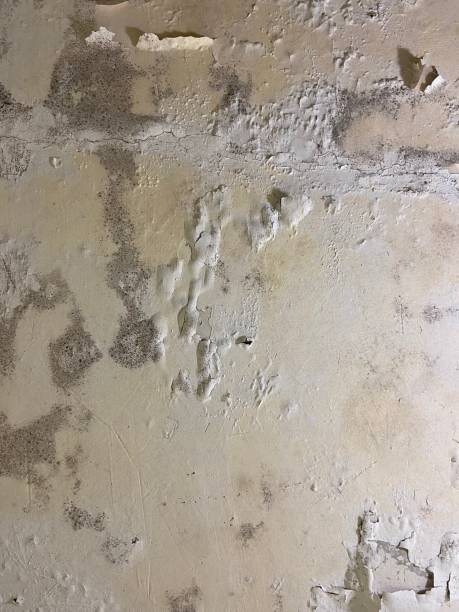 Best Mold Removal Company Near Me  in Radford, VA