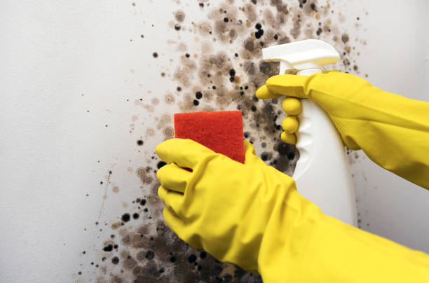 Best Attic Mold Removal  in Radford, VA
