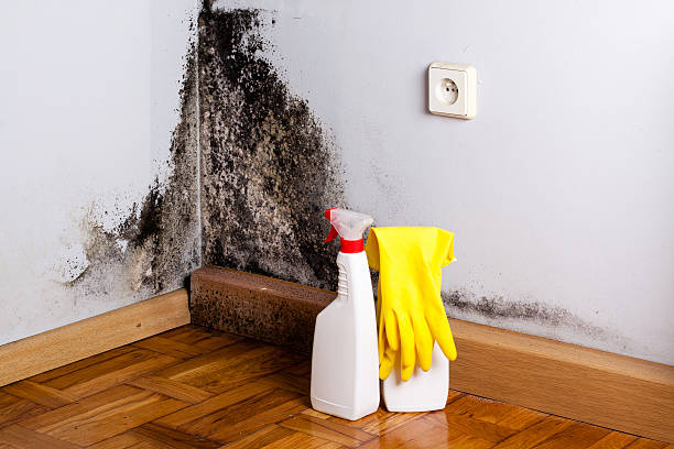 Best Best Mold Removal Companies  in Radford, VA