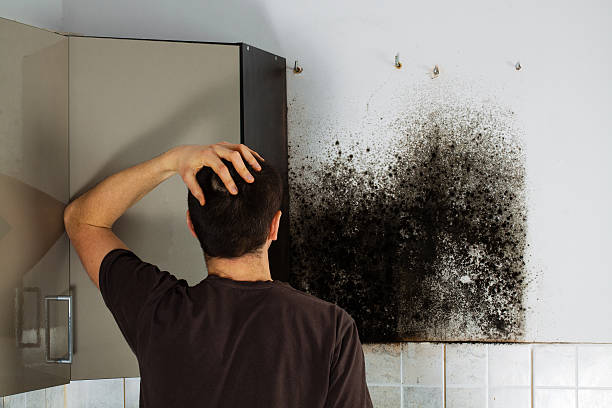 Best Mold Testing  in Radford, VA