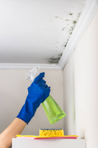 Mold Removal and Inspection in Radford, VA