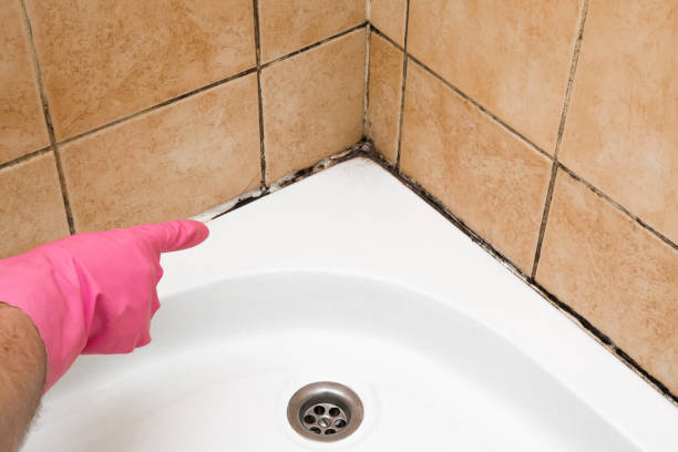 Best Affordable Mold Removal  in Radford, VA