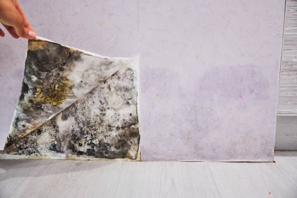 Best Crawl Space Mold Removal  in Radford, VA